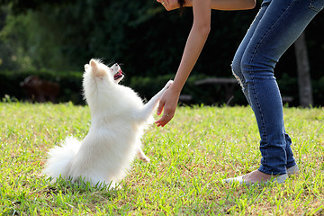 Image showing woman train her dog