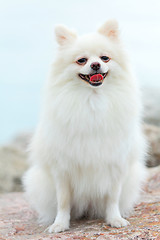 Image showing white pomeranian dog