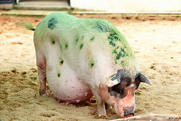 Image showing Pig