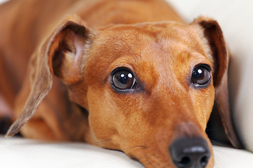 Image showing dachshund dog on sofa