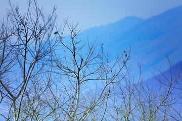 Image showing tree and mountain in winter blue