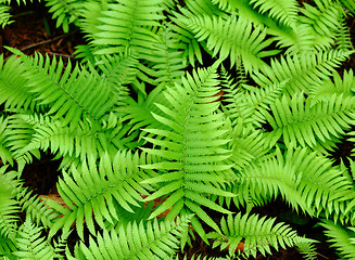 Image showing Fresh green leaf