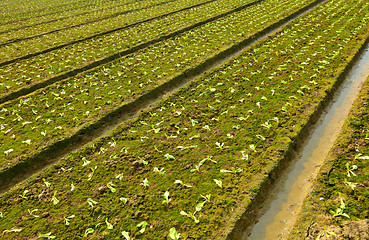 Image showing farm field