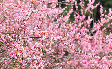 Image showing plum flower blossom