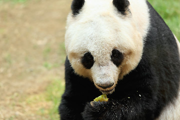 Image showing panda