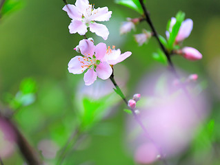 Image showing Flowers of cherry blossoms on spring day