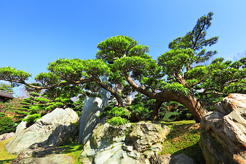 Image showing chinese garden plant