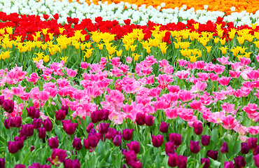 Image showing tulip in flower field