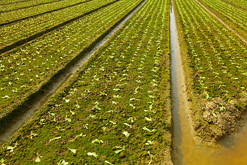 Image showing farm field