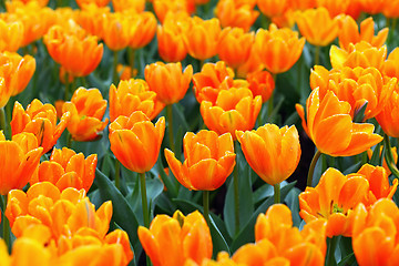 Image showing tulip in flower field