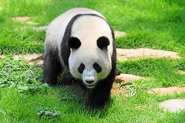 Image showing panda