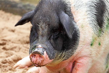 Image showing pig