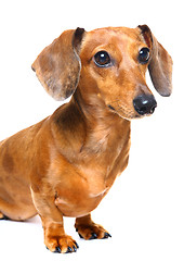 Image showing dachshund dog