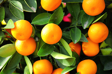 Image showing kumquat for chinese new year