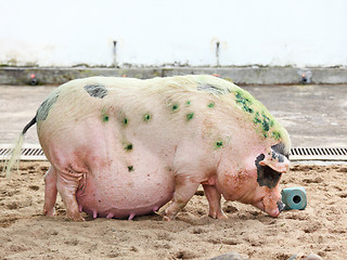 Image showing pig