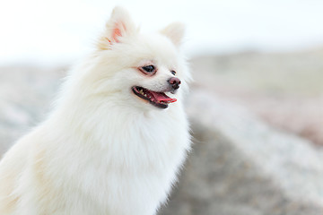 Image showing white pomeranian dog