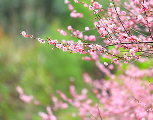 Image showing plum flower blossom