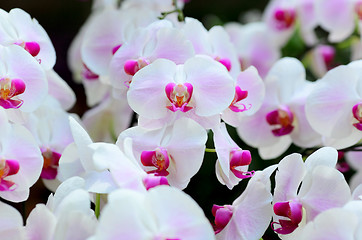 Image showing orchid flower