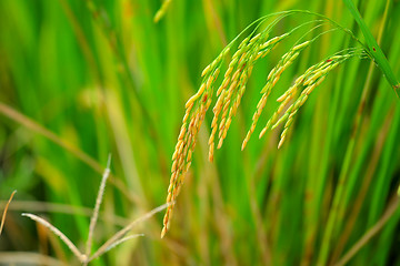 Image showing Asia paddy rice