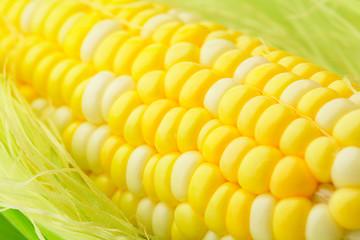 Image showing corn cob