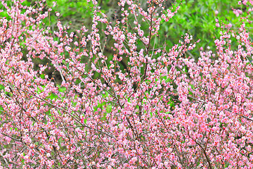 Image showing plum flower blossom