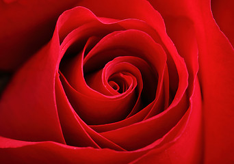 Image showing red rose