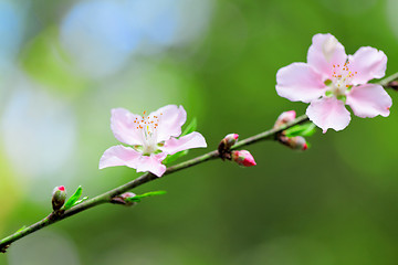 Image showing Flowers of cherry blossoms on spring day