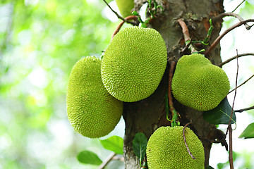 Image showing jack fruits