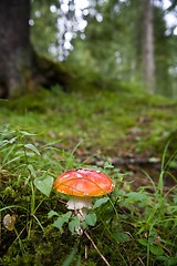 Image showing Red mushroom in the Forest