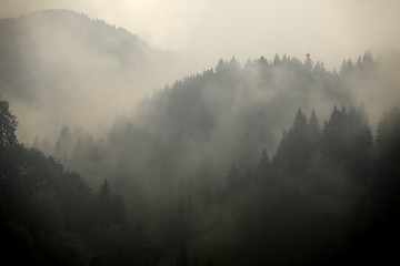 Image showing Foggy forest