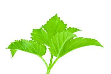 Image showing green leaf