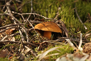 Image showing mushroom