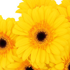 Image showing Gerbera Flowers