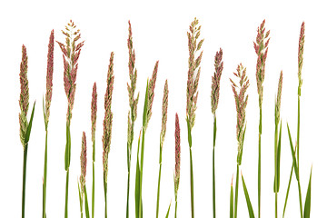 Image showing Mradow Grass