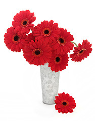 Image showing Red Gerbera Flowers