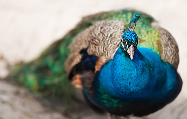 Image showing Bird of Juno or peafowl