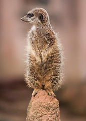 Image showing Alertness: watchful meercat on the mound