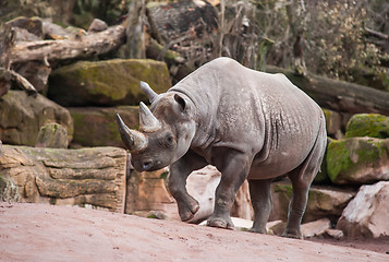 Image showing Animal life in Africa: Black rhinoceros