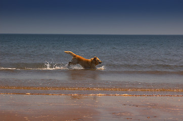 Image showing Beach Dog