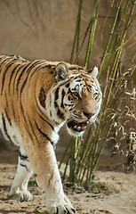 Image showing Predator: tiger and bamboo tangle