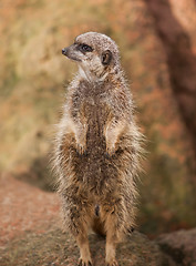 Image showing Wildlife in Africa: watchful meerkat