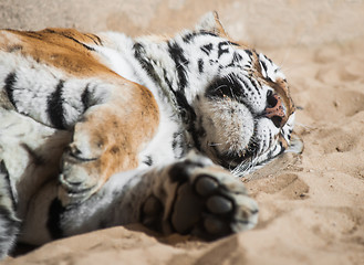 Image showing Playful tiger laying on the sand