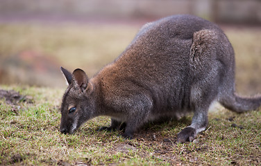 Image showing Wallaby feeding on the grass