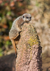 Image showing Meerkat climbing on the termitary