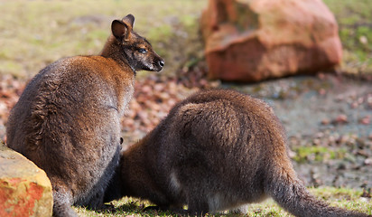 Image showing Two wallabies grazing in the wild