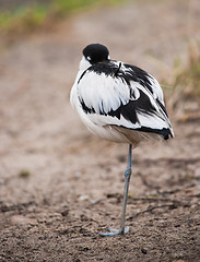 Image showing Pied avocet: sleeping wader 