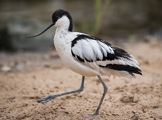 Image showing Pied avocet: wader walking on sand