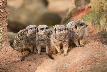 Image showing Group of watchful meerkats on the termitary