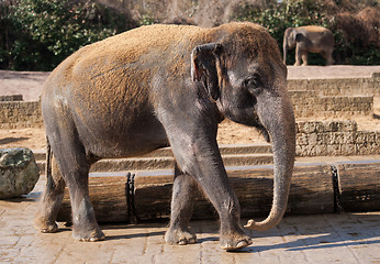 Image showing Asiatic elephant: Animal life in Asia