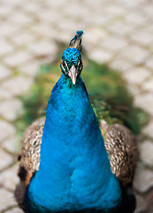 Image showing Peafowl or peacock: Bird of Juno